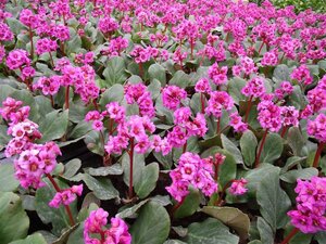 Bergenia 'Morgenröte' geen maat specificatie 0,55L/P9cm - afbeelding 1