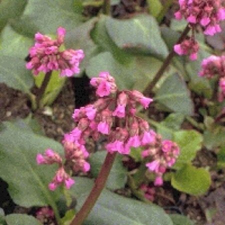 Bergenia 'Morgenröte' geen maat specificatie 0,55L/P9cm - afbeelding 2