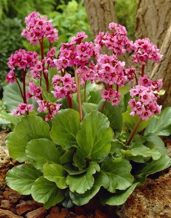 Bergenia 'Morgenröte' geen maat specificatie 0,55L/P9cm - afbeelding 3