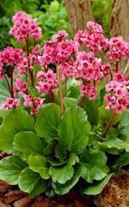 Bergenia 'Morgenröte' geen maat specificatie 0,55L/P9cm - afbeelding 4