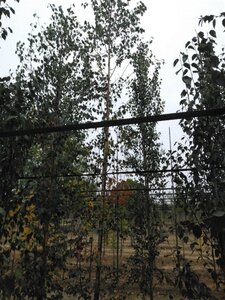 Betula pendula=verrucosa=alba 10-12 cm wortelgoed geveerd - afbeelding 6