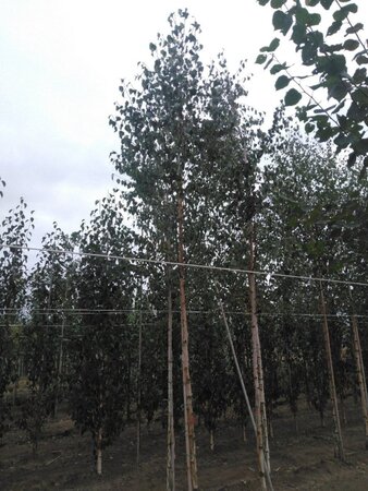 Betula pendula=verrucosa=alba 10-12 cm wortelgoed geveerd - afbeelding 4