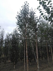 Betula pendula=verrucosa=alba 10-12 cm wortelgoed geveerd - afbeelding 4