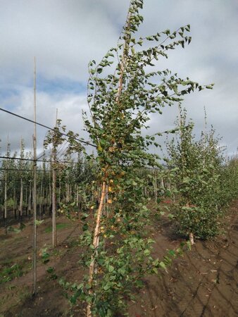 Betula pendula=verrucosa=alba 10-12 cm wortelgoed geveerd - afbeelding 7
