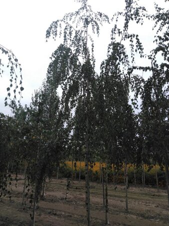Betula pendula=verrucosa=alba 20-25 Hoogstam draadkluit 3 X verplant - afbeelding 1