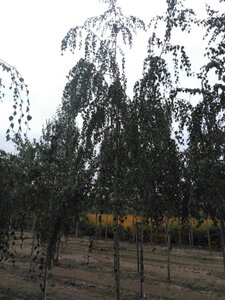 Betula pendula=verrucosa=alba 20-25 Hoogstam draadkluit 3 X verplant