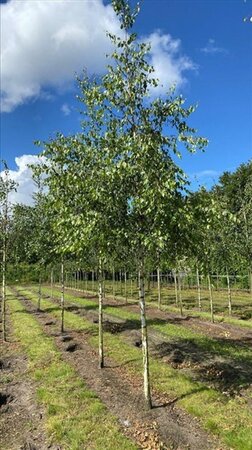 Betula pendula=verrucosa=alba 20-25 Hoogstam draadkluit 3 X verplant - afbeelding 4