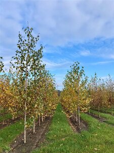 Betula pendula=verrucosa=alba 6-8 cm wortelgoed geveerd - afbeelding 8