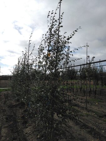 Betula pendula=verrucosa=alba 6-8 cm wortelgoed geveerd - afbeelding 7