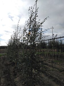 Betula pendula=verrucosa=alba 6-8 cm wortelgoed geveerd - afbeelding 7