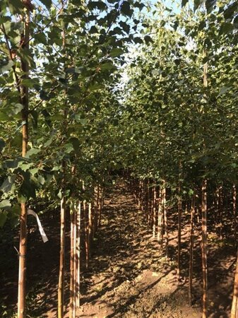 Betula pendula=verrucosa=alba 6-8 cm wortelgoed geveerd - afbeelding 8