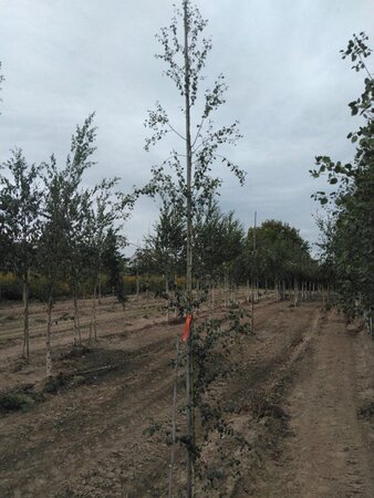 Betula pendula=verrucosa=alba 6-8 cm wortelgoed geveerd - afbeelding 4