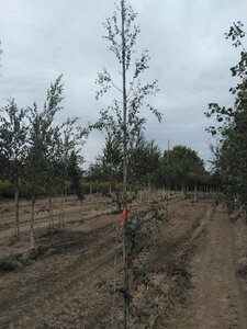 Betula pendula=verrucosa=alba 6-8 cm wortelgoed geveerd - afbeelding 4