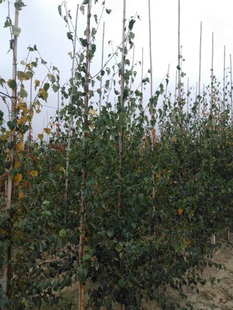 Betula pendula=verrucosa=alba 6-8 cm wortelgoed geveerd - afbeelding 5