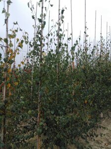 Betula pendula=verrucosa=alba 6-8 cm wortelgoed geveerd - afbeelding 5