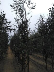 Betula pendula=verrucosa=alba 6-8 cm wortelgoed geveerd - afbeelding 6