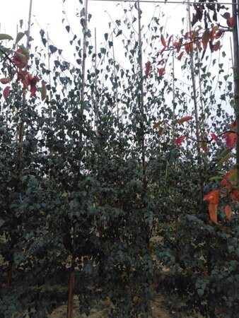 Betula pendula=verrucosa=alba 8-10 cm wortelgoed geveerd - afbeelding 5