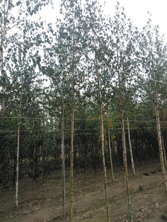 Betula pendula=verrucosa=alba 8-10 cm wortelgoed geveerd - afbeelding 4