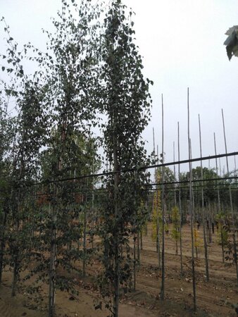 Betula p. 'Fastigiata' 10-12 cm wortelgoed geveerd - afbeelding 5