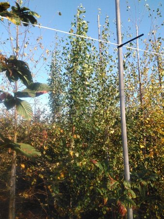 Betula p. 'Fastigiata' 10-12 cm wortelgoed geveerd - afbeelding 7