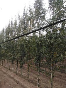 Betula p. 'Fastigiata' 10-12 cm wortelgoed geveerd - afbeelding 6