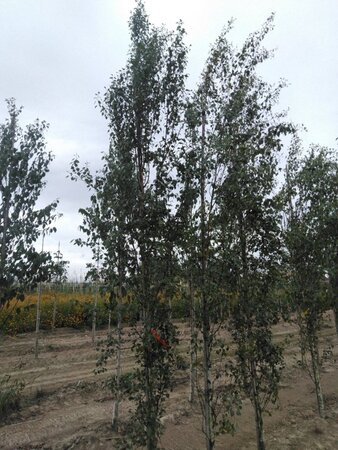 Betula p. 'Fastigiata' 10-12 cm wortelgoed geveerd - afbeelding 4