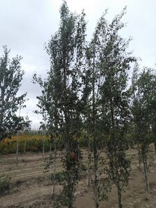 Betula p. 'Fastigiata' 10-12 cm wortelgoed geveerd - afbeelding 4