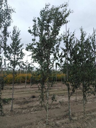 Betula p. 'Fastigiata' 12-14 cm wortelgoed geveerd 2 X verplant - afbeelding 4
