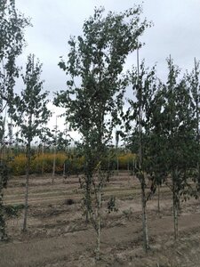 Betula p. 'Fastigiata' 12-14 cm wortelgoed geveerd 2 X verplant - afbeelding 4