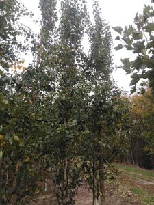 Betula p. 'Fastigiata' 12-14 cm wortelgoed geveerd 2 X verplant - afbeelding 5