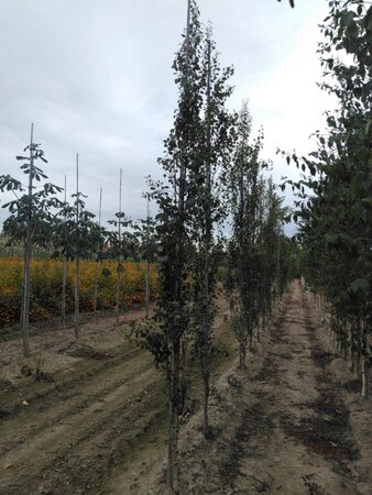 Betula p. 'Fastigiata' 6-8 cm wortelgoed geveerd - afbeelding 4