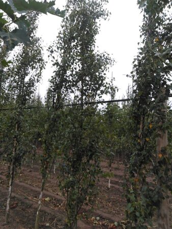 Betula p. 'Fastigiata' 6-8 cm wortelgoed geveerd - afbeelding 6