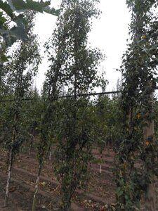 Betula p. 'Fastigiata' 6-8 cm wortelgoed geveerd - afbeelding 6