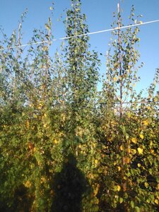 Betula p. 'Fastigiata' 8-10 cm wortelgoed geveerd - afbeelding 6