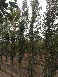 Betula p. 'Fastigiata' 8-10 cm wortelgoed geveerd - afbeelding 5