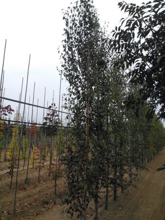 Betula p. 'Fastigiata' 8-10 cm wortelgoed geveerd - afbeelding 4