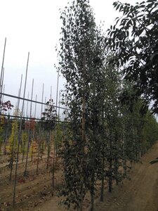 Betula p. 'Fastigiata' 8-10 cm wortelgoed geveerd - afbeelding 4