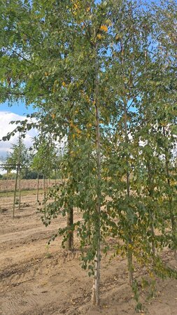 Betula pubescens 10-12 cm wortelgoed geveerd - afbeelding 3