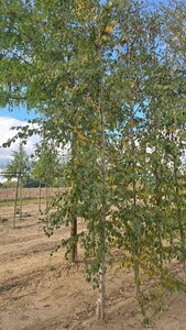 Betula pubescens 10-12 cm wortelgoed geveerd - afbeelding 3