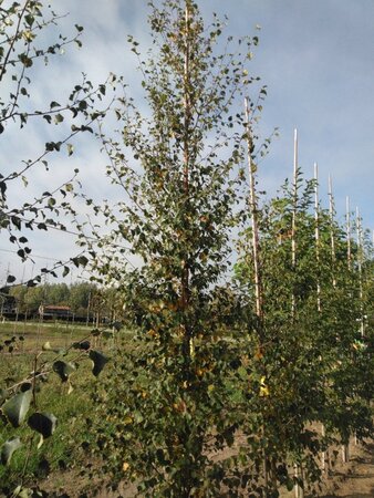 Betula pubescens 10-12 cm wortelgoed geveerd - afbeelding 5