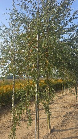 Betula pubescens 10-12 cm wortelgoed geveerd - afbeelding 4