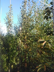 Betula pubescens 10-12 cm wortelgoed geveerd - afbeelding 6