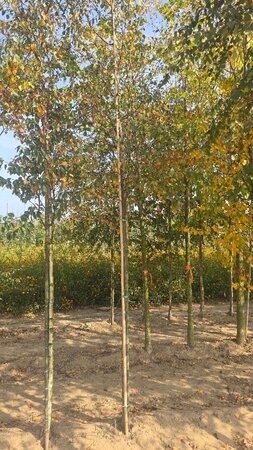 Betula pubescens 12-14 Hoogstam wortelgoed 2 X verplant - afbeelding 4