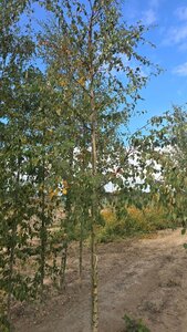 Betula pubescens 12-14 Hoogstam wortelgoed 2 X verplant - afbeelding 5