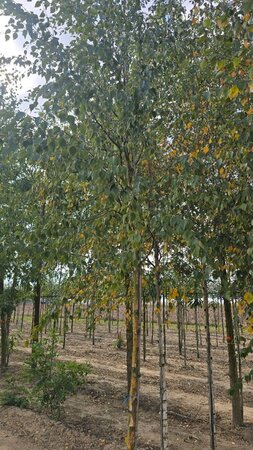 Betula pubescens 14-16 Hoogstam wortelgoed 2 X verplant - afbeelding 3