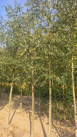 Betula pubescens 14-16 Hoogstam wortelgoed 2 X verplant - afbeelding 4
