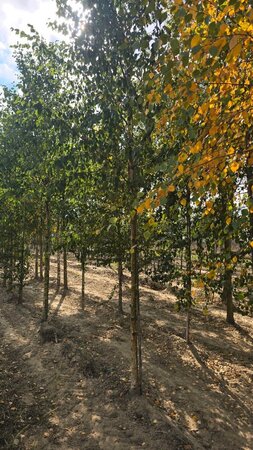 Betula pubescens 16-18 Hoogstam draadkluit 3 X verplant - afbeelding 4