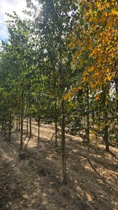 Betula pubescens 16-18 Hoogstam draadkluit 3 X verplant - afbeelding 4