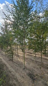 Betula pubescens 18-20 Hoogstam draadkluit 3 X verplant - afbeelding 3