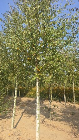 Betula pubescens 20-25 Hoogstam draadkluit 3 X verplant - afbeelding 4